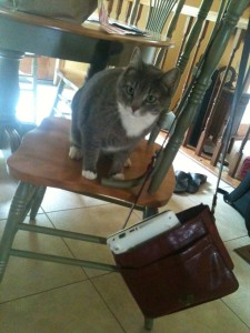 The perfect size for toting around in purses and attracting adorable cats.